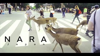 Japan Vlog EP3: Osaka to Kyoto. Nara deer park side trip