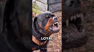 Top 5 Most Dangerous Dogs in the World! ⚠️🐾 #Shorts #Dogs