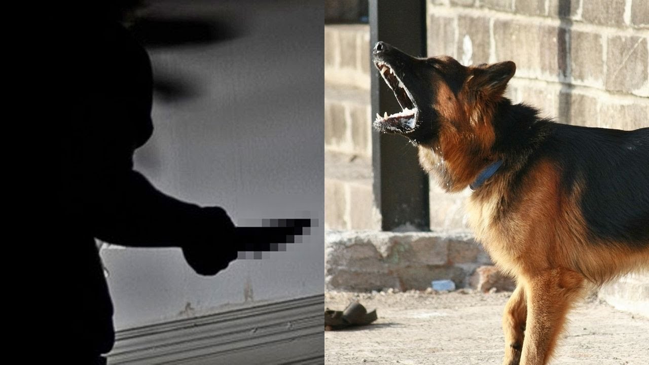 My Dog is My Weapon ,Dogs Protecting Their Owners Dogs that are better