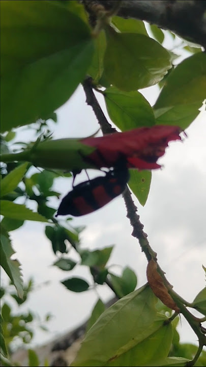bhanware 🐞 ne khelaya phool 🌺 # lata mangesh kar # song # prem rog # shorts # viral shorts