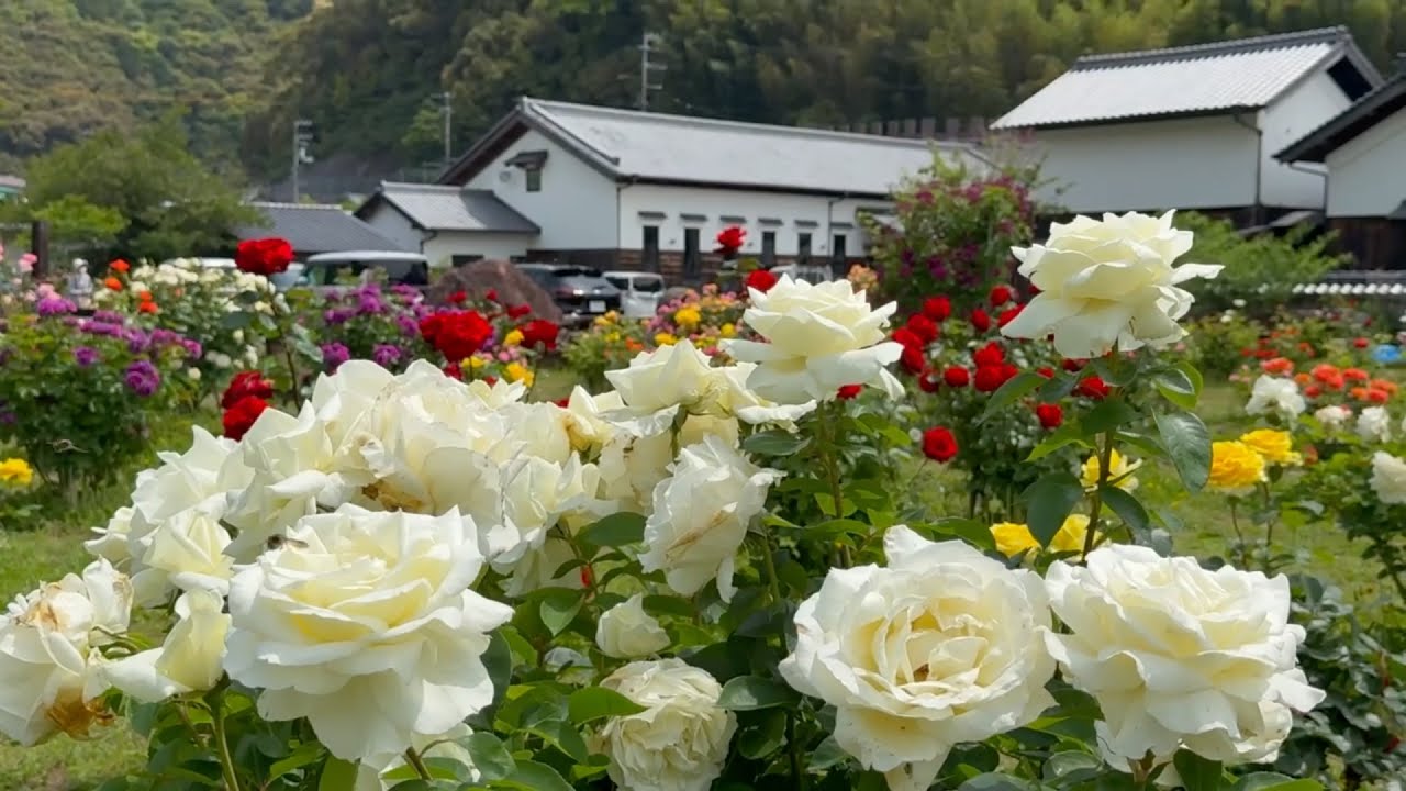 2025/05/19　超超超超超超超撮り頃です！　バラ園　はっかい　その５　〜愛媛県宇和島市〜