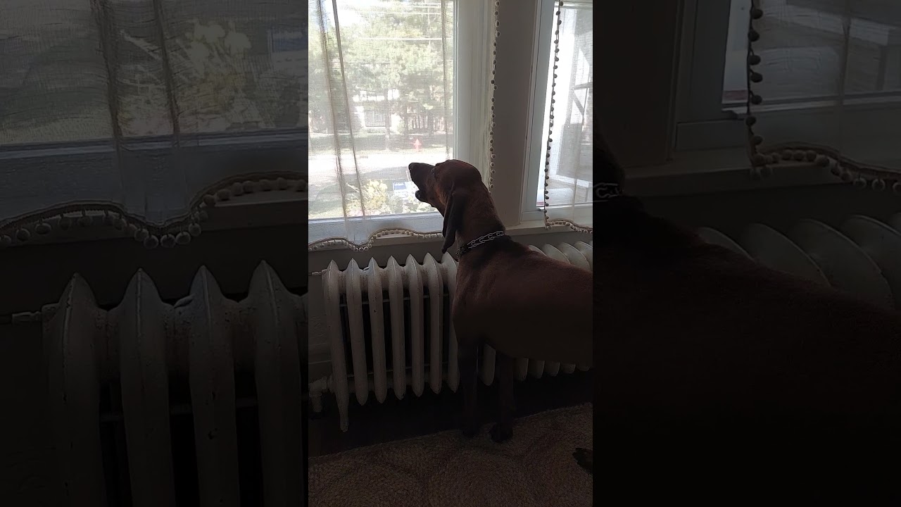 Zeus the Redbone Coonhound  baying!