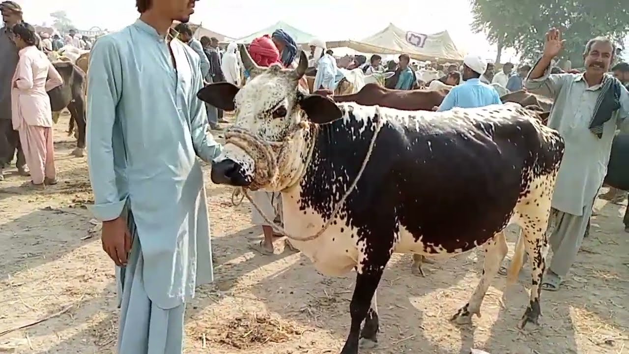 آپ کو چولستانی کھاؤ اینڈ بوائز ویڈیو بیوٹیفل ہنڈریڈ