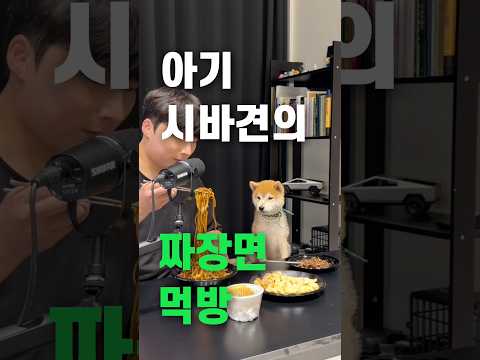 아기 시바견의 짜장면 먹방 ASMR thumbnail