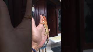 Baby red iguana cakep