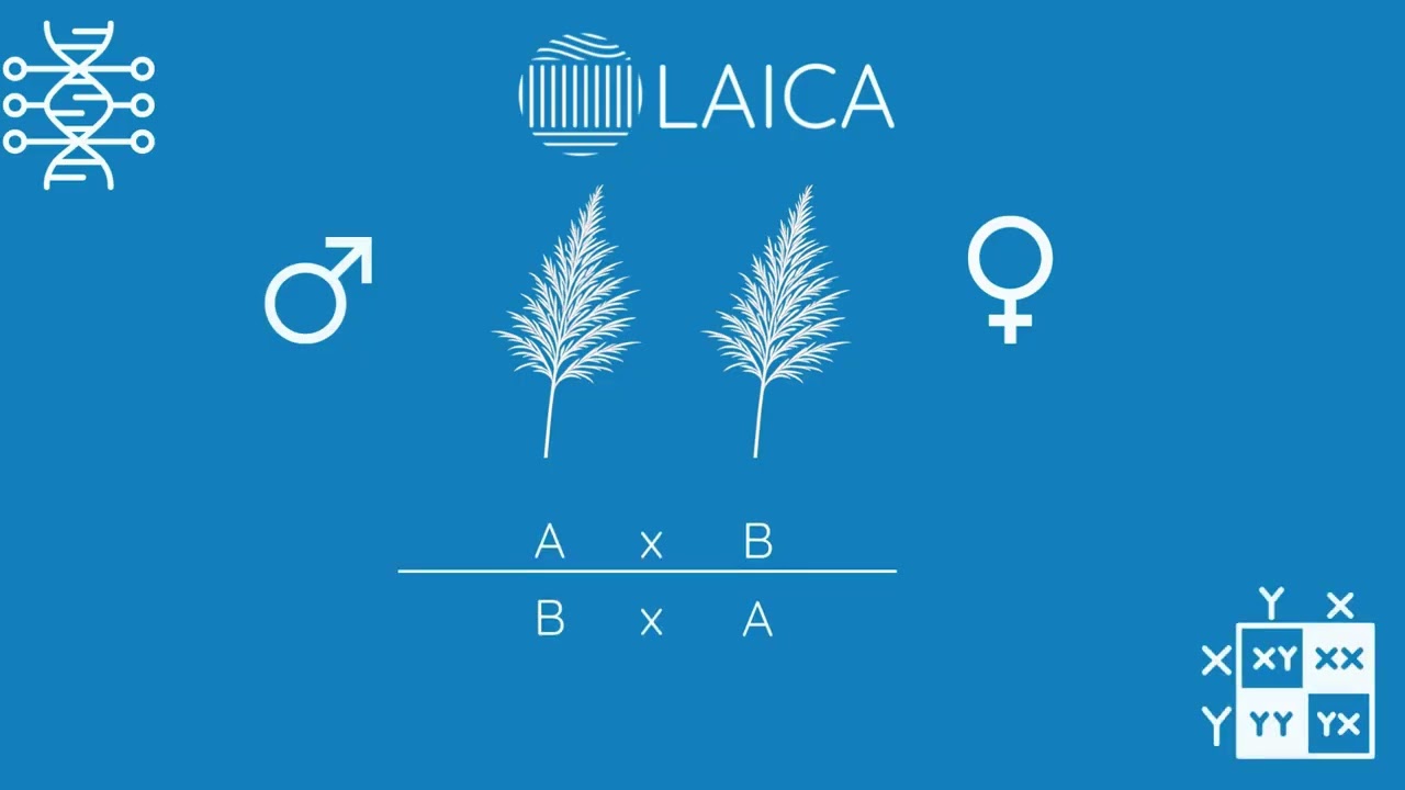 Cruzamientos Variedades