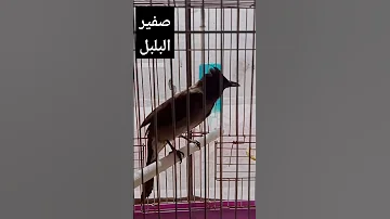 صوت صفير البلبل للتحفيز على التغريد 