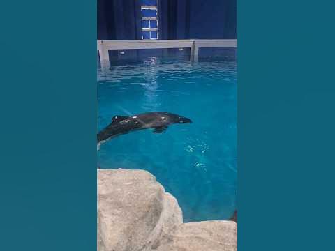 泳ぐイルカ🐬/Swimming dolphins #aquarium - YouTube