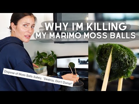 Video: 13 Fördelar med Marimo Moss Ball