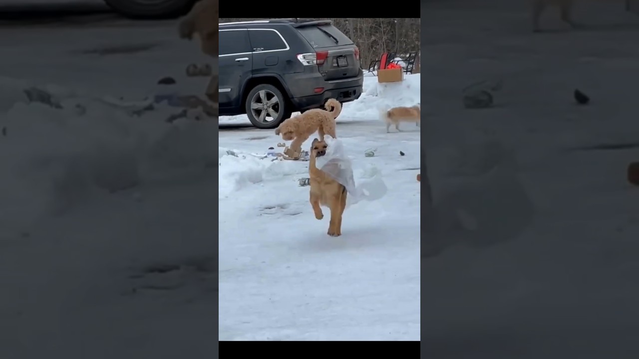 Don't Miss This Hilarious Video! 