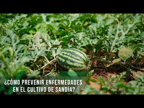 Video: Cómo ayudar a las causas de la jardinería: Infórmese sobre las organizaciones benéficas y sin fines de lucro dedicadas a la jardinería