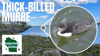 Epic Journey from Wisconsin to New Jersey to Spot a Rare Thickbilled Murre!