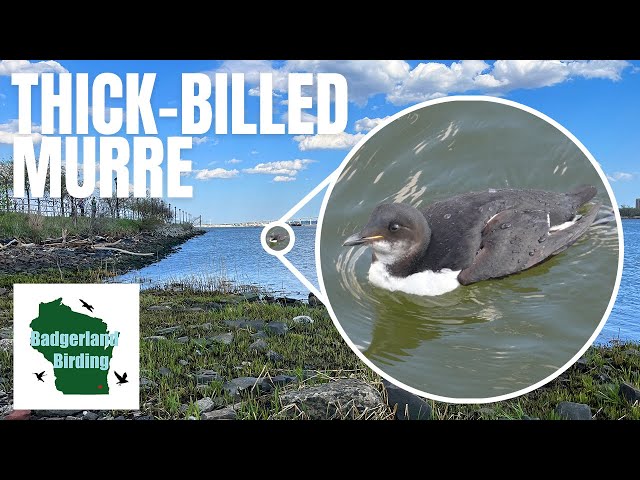 Epic Journey from Wisconsin to New Jersey to Spot a Rare Thick-billed Murre! class=