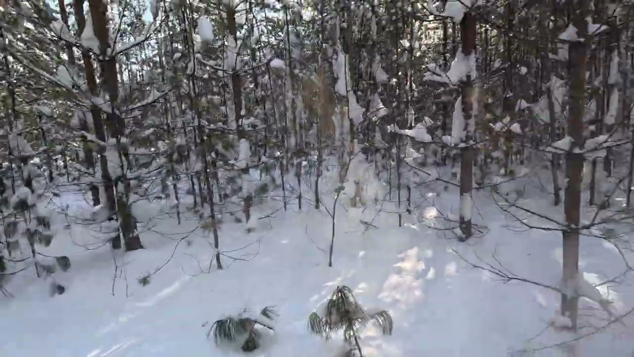 Тайга варяг 550 по лесу 