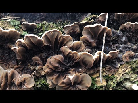 Аурикулярия извилистая (Auricularia mesenterica): как готовить?