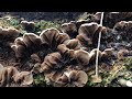 Аурикулярия извилистая (Auricularia mesenterica): как готовить?