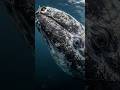 The Whale Breath That Can Warn a Ship