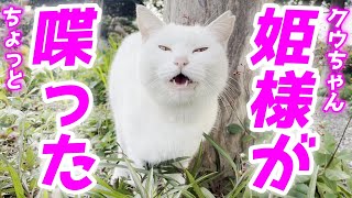 庭子猫ちゃんがママにもちょっとだけお喋りしてくれた…笑[三毛母猫の