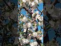 Пчёлы на цветках яблони.