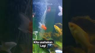 Download Lagu bismillah kita usahakan lagi #trending #shortvideo #fyp MP3