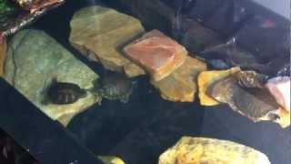 Turtle heaven by Melany Klohoker 223 views 11 years ago 1 minute, 10 seconds