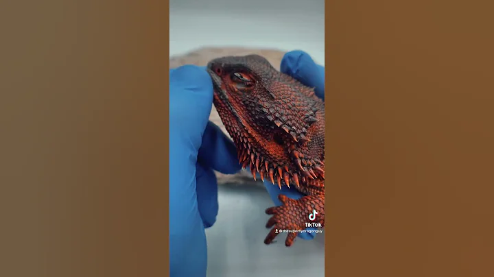 I’ve had dragons scratch there eye with there back claw and cost me lots of $ - DayDayNews