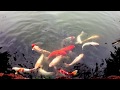 Кормим золотых рыбок в зоопарке Лимы