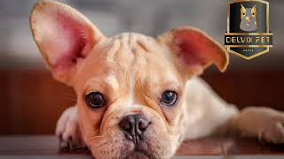 French Bulldog 101: Appearance, Characteristics, Temperament, Health Lifespan by Delvix Pet 137 views 1 year ago 10 minutes, 15 seconds