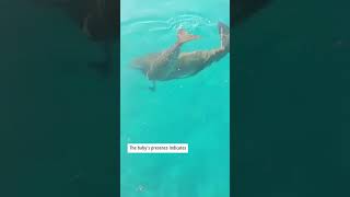 Heartwarming dugong family story!
