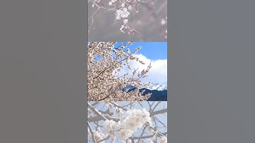 Thumbnail of Apricot Blossom | Kargil