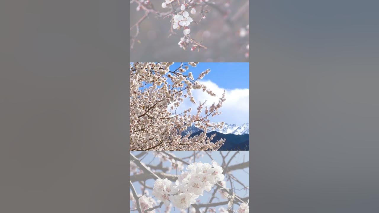 Apricot Blossom | Kargil