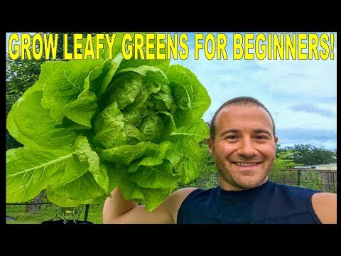 How To Grow Leafy Greens Like Lettuce, Spinach, Kale And More!