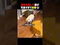 散髪失敗した猫が可愛すぎて栄養 #ほっこりショート