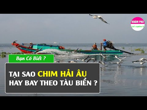 Video: Chim hải âu ngủ đông ở đâu? Sự thật thú vị về chim mòng biển