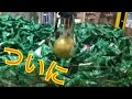 くじキャッチャーで1等獲得！念願の勝利！