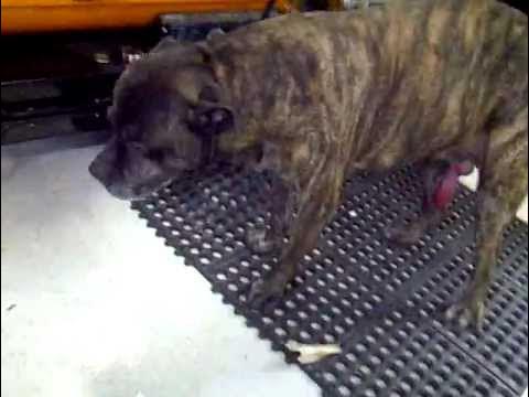 ODIN eating "RAW" - YouTube