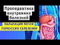 Пропедевтика внутренних болезней | Перкуссия селезенки | Пальпация почек