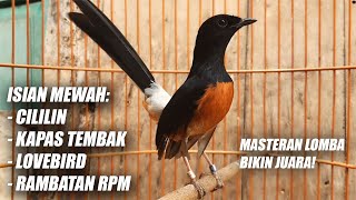 MURAI BATU GACOR FULL ISIAN TEMBAKAN CILILIN LOVEBIRD KAPAS TEMBAK RAMBATAN PARUH MERAH PANJANG