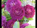 кустодержатель для роз, бюджетный вариант, питомник роз Полины Козловой, rozarium.biz , Bush holder