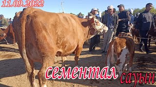 Шымбай мал базар/мал базар 2022/скотный рынок/Shimbay mal bazar/mal bazar 2022/mal bagiw/bulls/bull