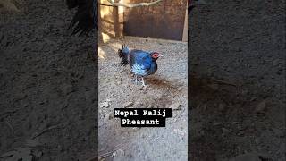 Heres Some Very Interesting Pheasants