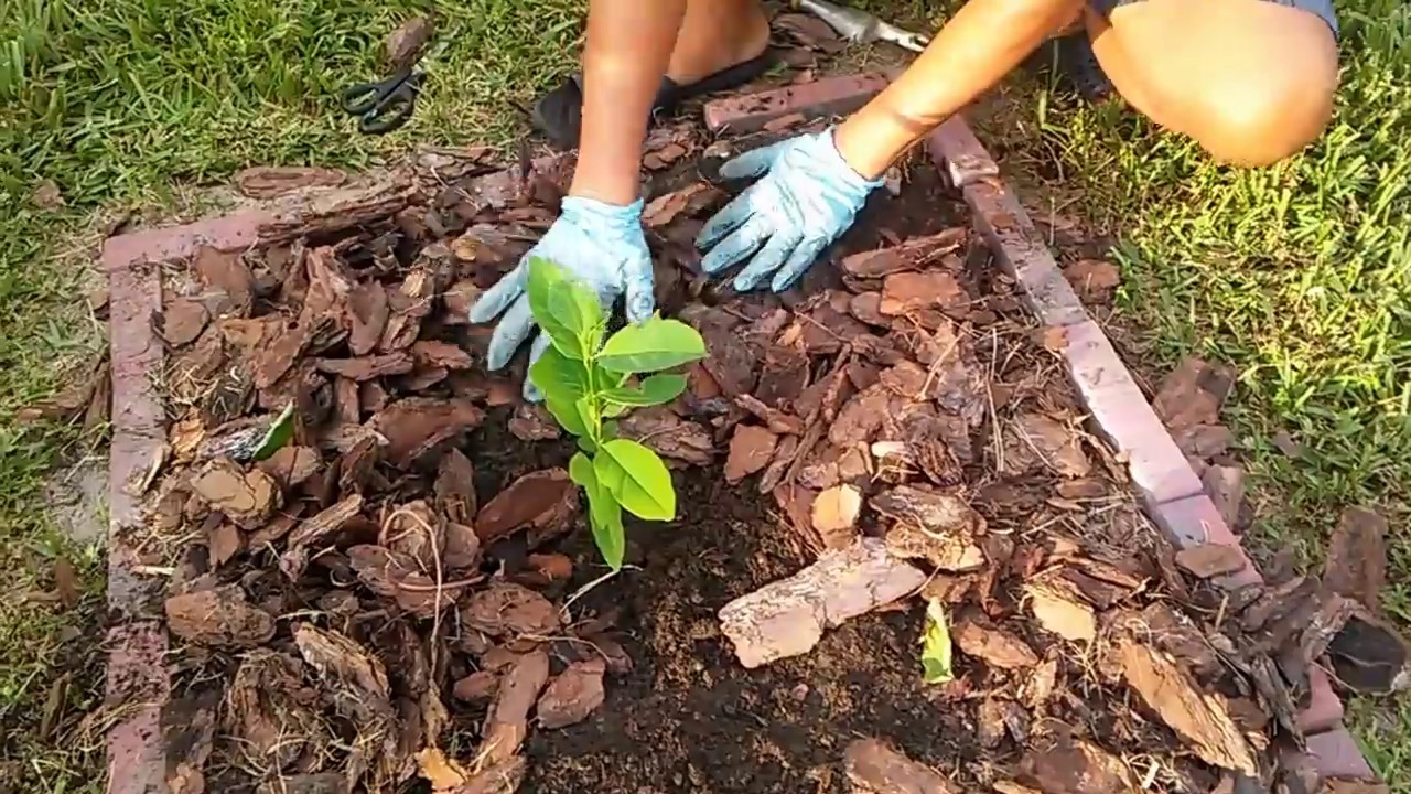 Transplanting fruit trees from pots to ground