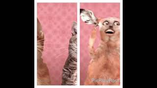 Preview 2 Numa Cat 1 & 2