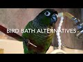 Bird Baths & Beyond - Guide to Green Cheek Conure Behavior: