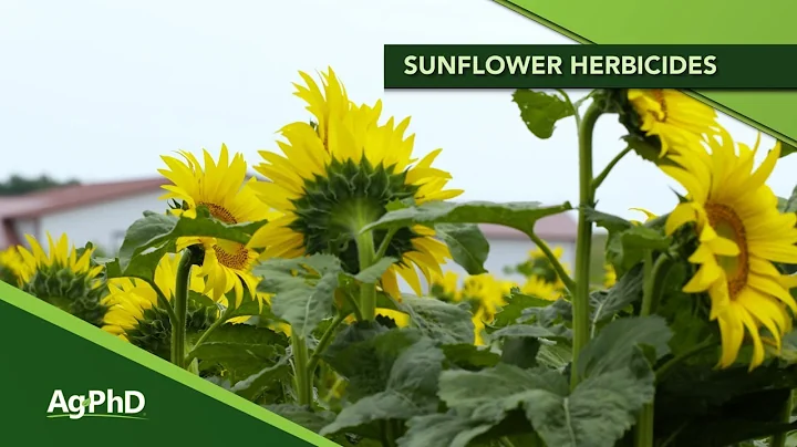 Sunflower Herbicides (From Ag PhD Show #1148 - Air Date 4-5-20) - DayDayNews