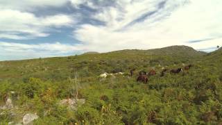 Garranos,Bilhares -Serra Amarela