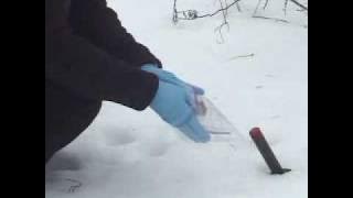 How to Properly Dispose of a Dead Bat