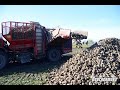 Уборка сахарной свеклы в СПК "Прогресс-Вертелишки"