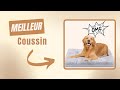 Quel est le MEILLEUR coussin pour chien 2025 ?