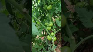 1 Serik Te Adnan Demirci Abinin Seraların Gezmeye Devam Doğubey Organi̇k Farkı Her Yerde Maşallah